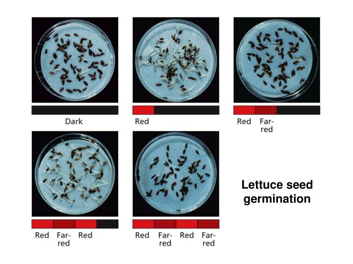phytochrome full notes ppt phytochrome full notes ppt