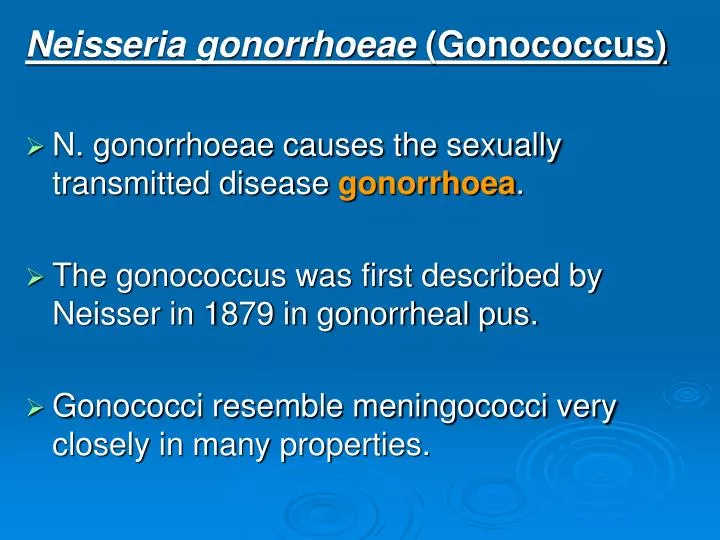 Neisser Trichomonas gonococcus