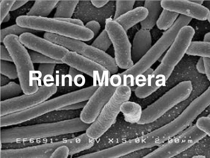 monera reino