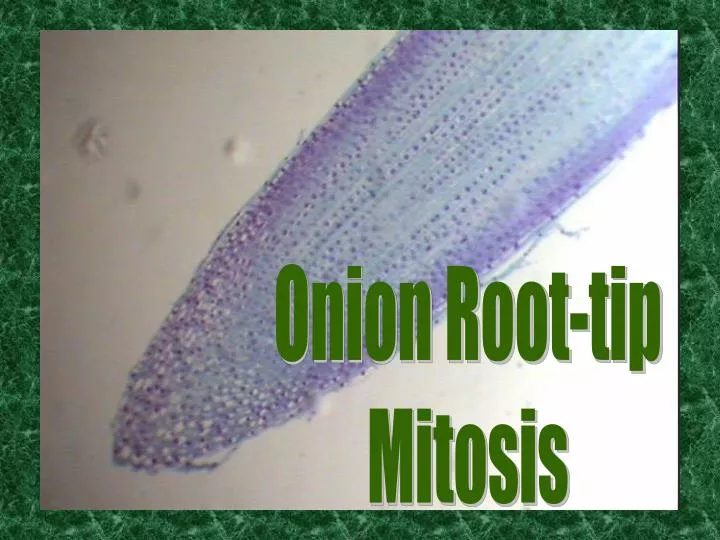 PPT - Onion Root-tip Mitosis PowerPoint Presentation, free download