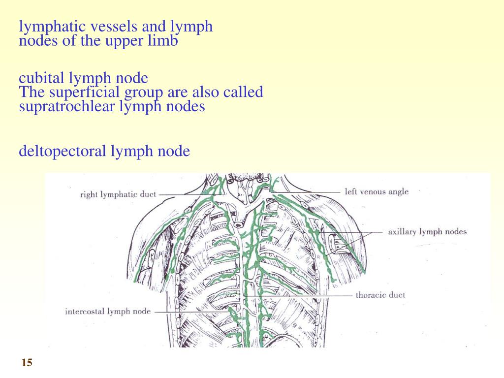 PPT - Main Collecting Lymphatic Channels Lymphatic Drainage of the Head