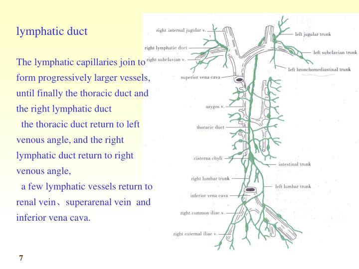 PPT - Main Collecting Lymphatic Channels Lymphatic Drainage of the Head