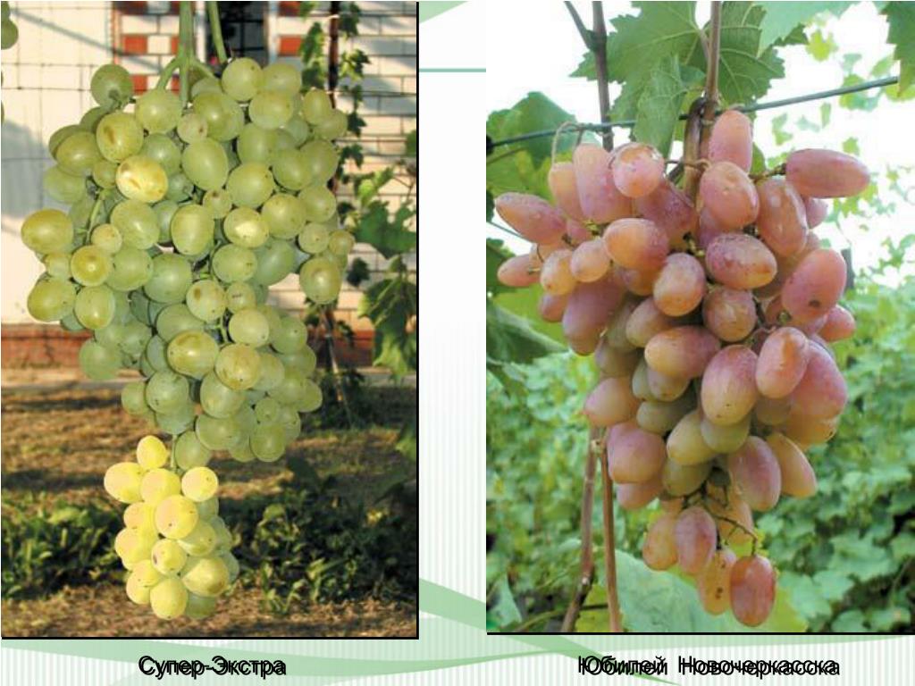 Виноград Супер Экстра Сорта Фото Отзывы