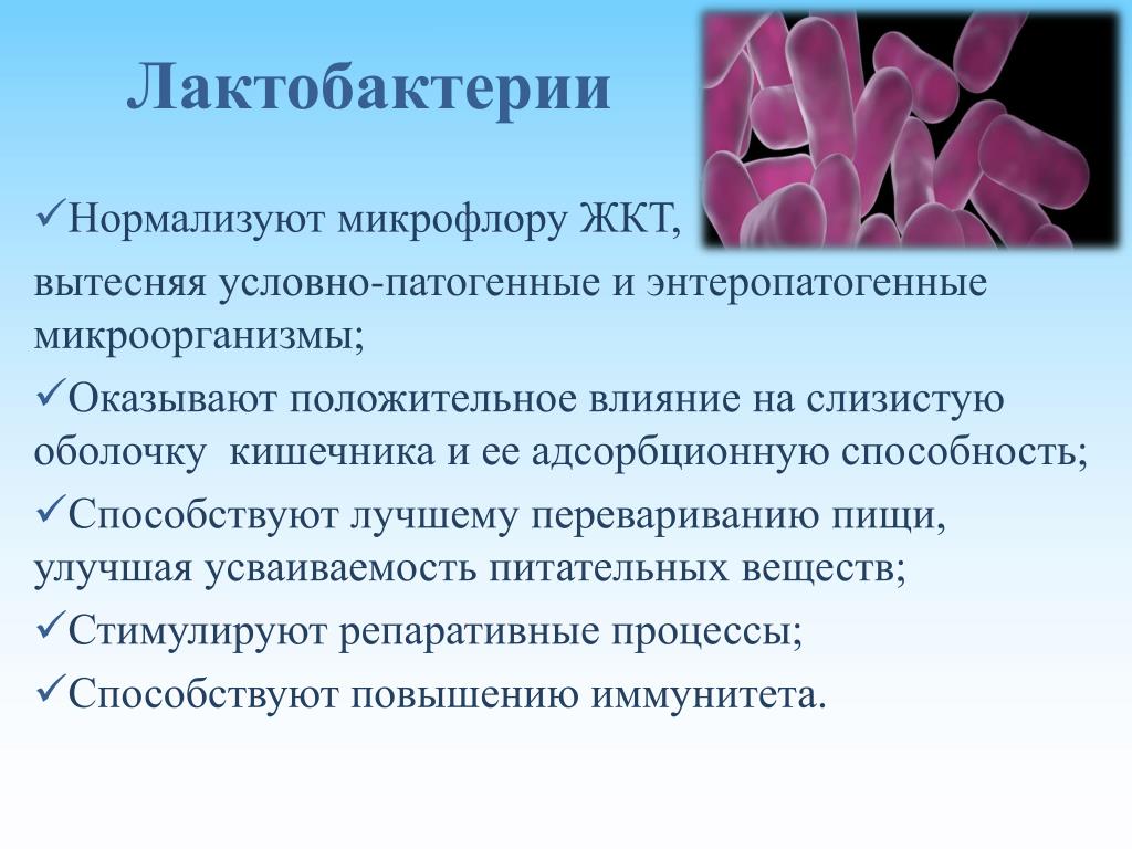 Условно патогенная микрофлора это. Лактобактерии сообщение 2 класс. Функции бифидобактерий и лактобактерий. Роль лактобактерий в организме. Лактобактерии роль.