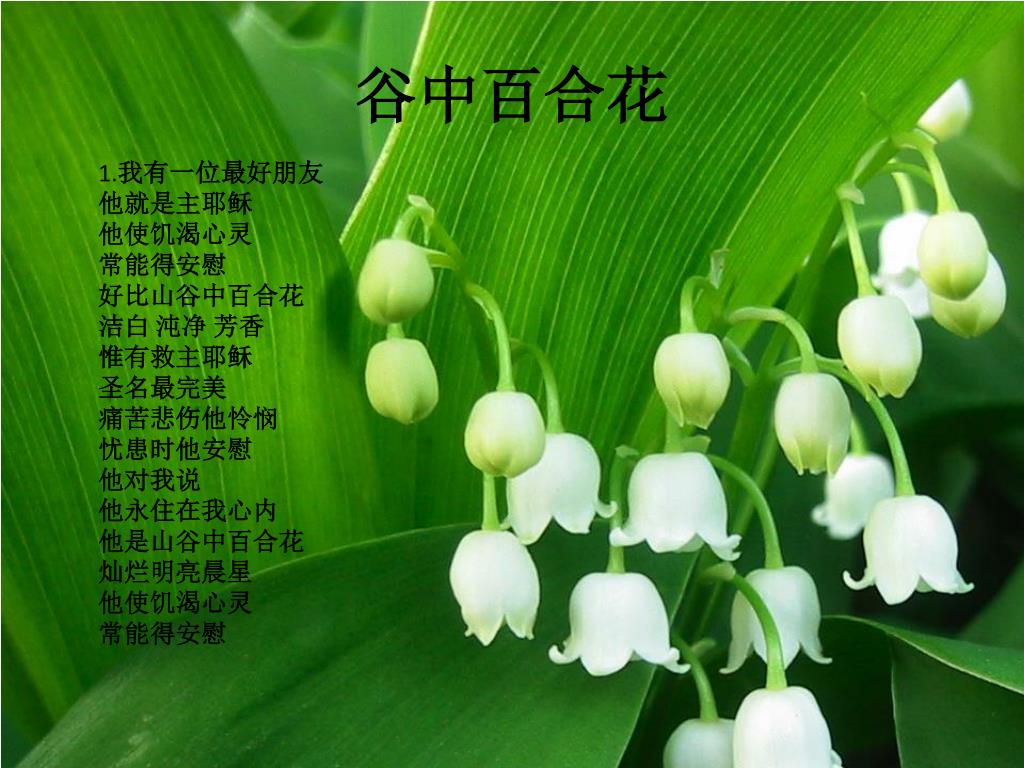 Ppt 谷中百合花powerpoint Presentation Free Download Id Ppt 谷中百合花powerpoint Presentation Free Download Id