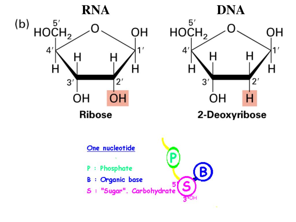Рибоза свойства. Строение молекулы рибозы и дезоксирибозы. Рибоза и дезоксирибоза. Д дезоксирибоза формула. Дезоксирибоза цикл.