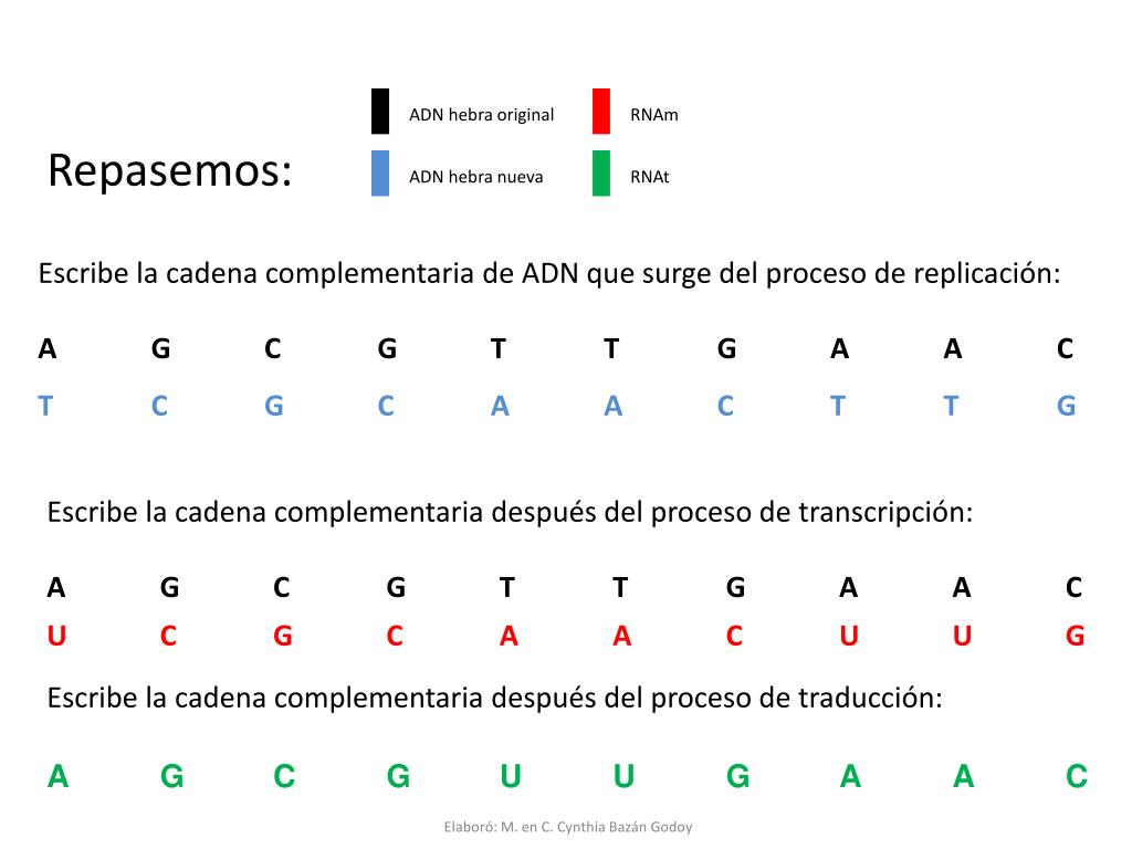 patio Residuos puede PPT - Curso: Biología 1 ADN y ARN Replicación y síntesis de proteínas  PowerPoint Presentation - ID:4808048