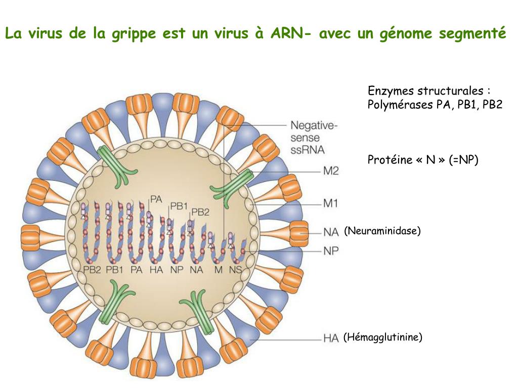 Инфлюэнца вирус. Genome Mutation. Нейраминидаза. Программные вирусы.