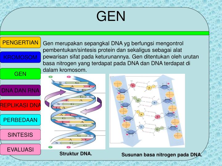 Perbedaan Dna Dan Rna