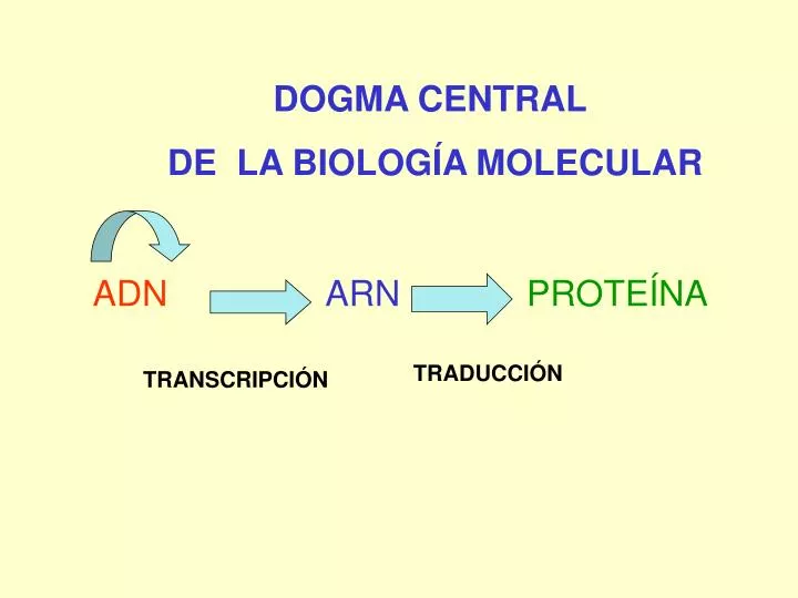 PPT DOGMA CENTRAL DE LA BIOLOG A MOLECULAR PowerPoint Presentation 