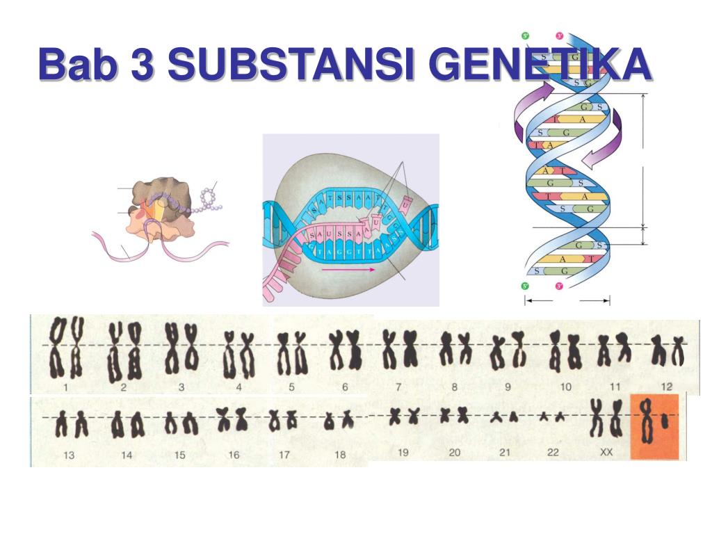 Генетика с нуля. Генетика персов. Test na biologja z genetika 1 semestr 1 kurs.