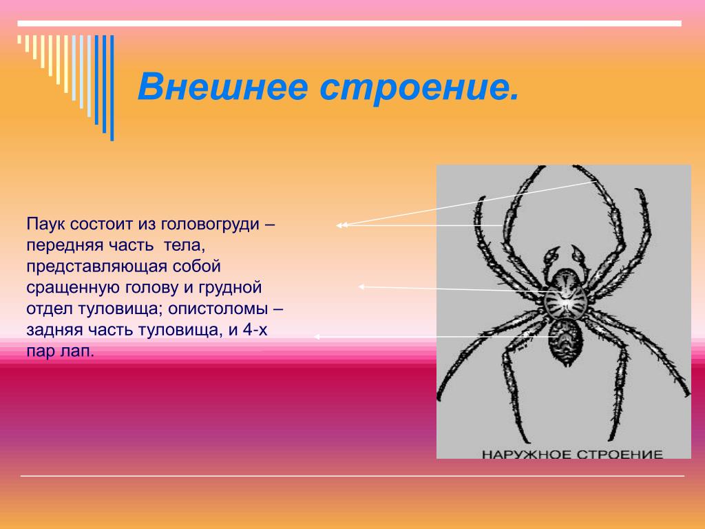 Адаптация паукообразных. Головогрудь у паукообразных. Части тела паука. Симметрия паукообразных. Загадка про паука.