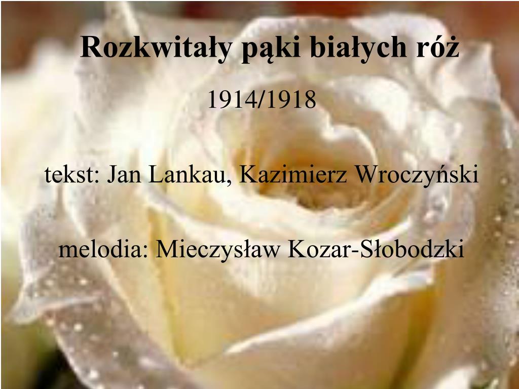 Tekst Rozkwitały Pąki Białych Róż PPT - 1918 - odzyskanie NIEPODLEGŁOŚCI PowerPoint Presentation, free