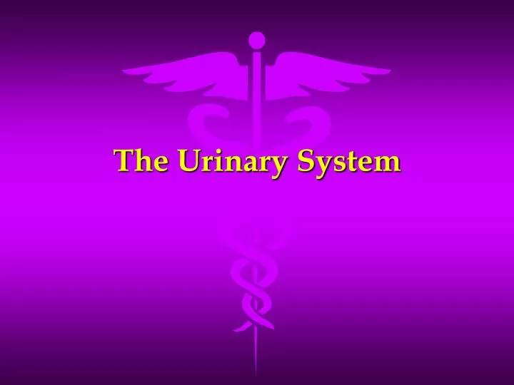 the urinary system n.
