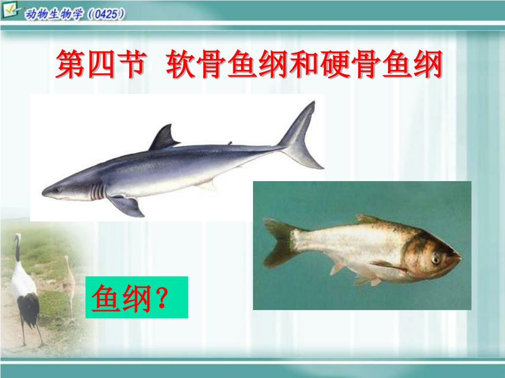 Ppt 直播课程一powerpoint Presentation Free Download Id Ppt 直播课程一powerpoint Presentation Free Download Id