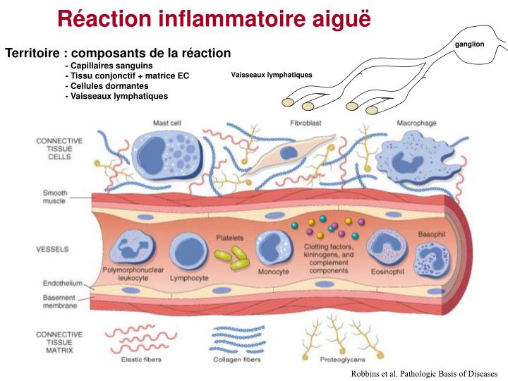 PPT  Réaction inflammatoire aigue et chronique PowerPoint Presentation