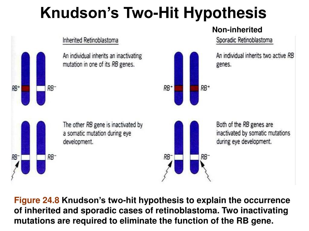 knudson hypothesis