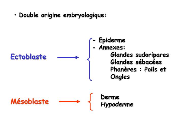 Qu’Est-Ce Que L’Ectoblaste : Quel est le rôle de l’ectoderme pour la ...