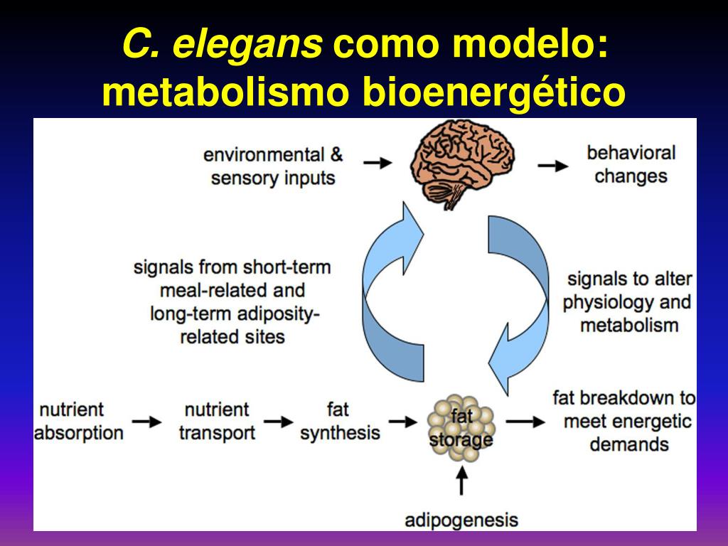 Cetosis metabolismo