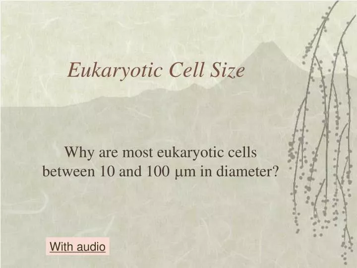 Ppt Eukaryotic Cell Size Powerpoint Presentation Free Download Id 4816922