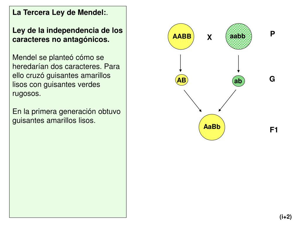 Сколько типов гамет образуется с генотипом aabb. J. Mendel полоска. Икеа Мендель. Путешествие в ботинках Mendel. Mendel Linux.