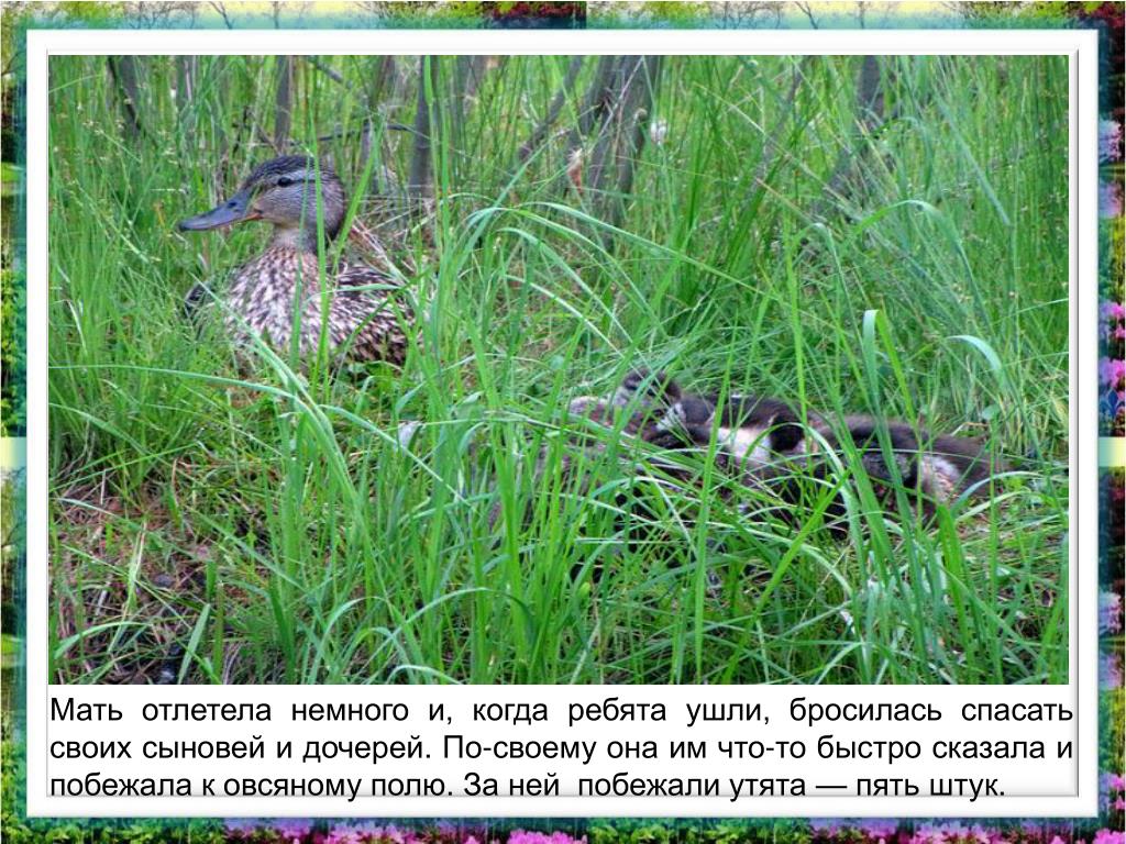 План к рассказу ребята и утята 2 класс
