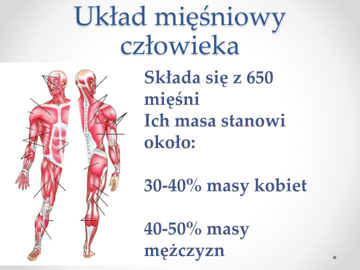 Dlaczego Układ Szkieletowy I Układ Mięśniowy Tworzą Układ Ruchu PPT - UKŁAD MIĘŚNIOWY CZŁOWIEKA PowerPoint Presentation - ID:4820317