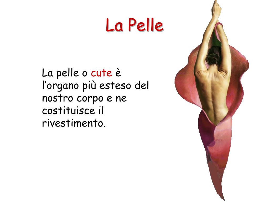 PPT La Pelle PowerPoint Presentation, free download ID4821305