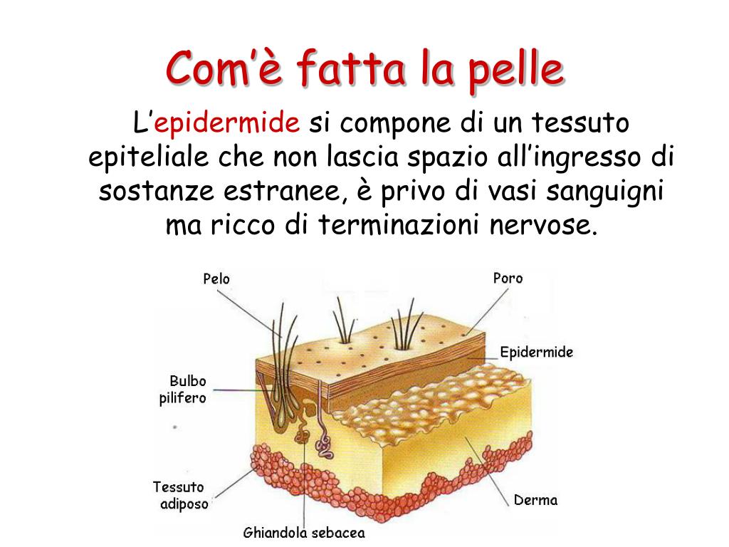 PPT La Pelle PowerPoint Presentation, free download ID4821305