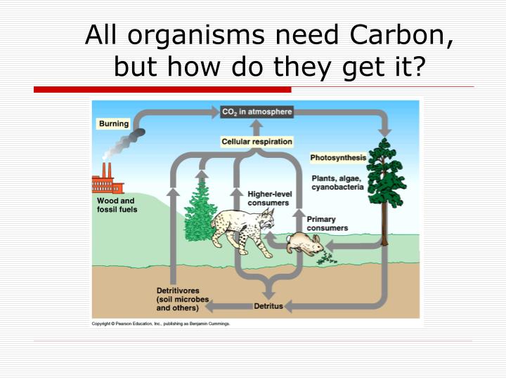 PPT - Cells: Plant and Animal PowerPoint Presentation - ID:4822026