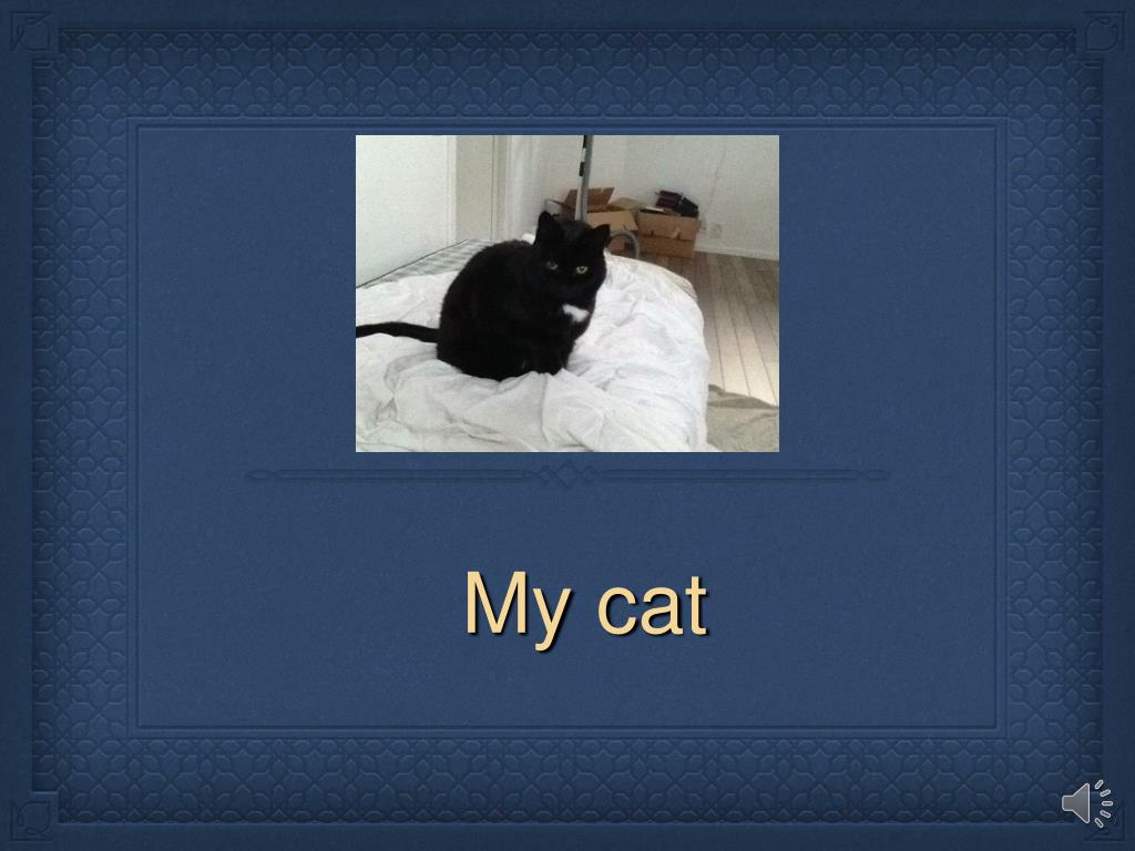 presentation about my cat