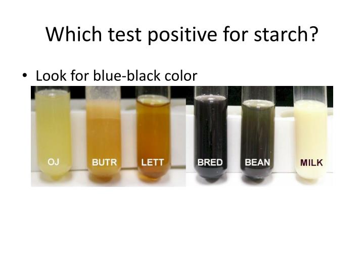 PPT Testing Macromolecules PowerPoint Presentation ID4824470