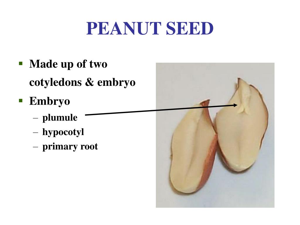 PPT PEANUT GROWTH DEVELOPMENT PowerPoint Presentation Free 