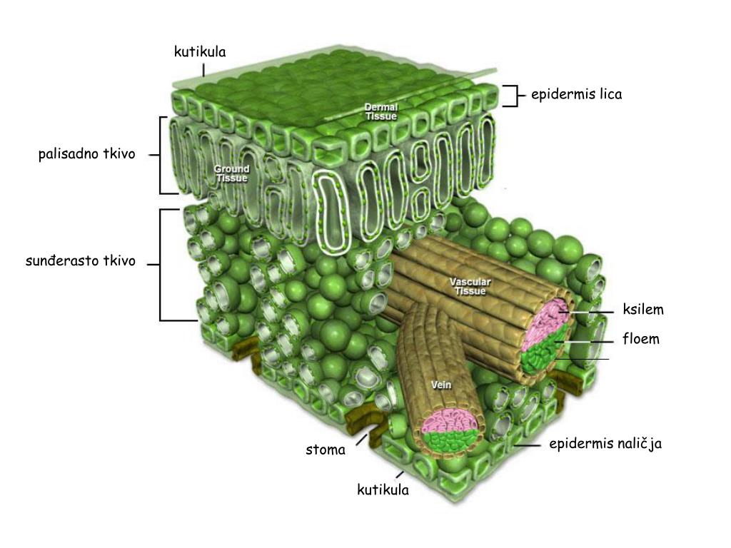 Plant tissues. Анатомия листа растения. Мезофилл листа. Мезофилл - хлоренхима листьев. Столбчатая и губчатая ткань листа.