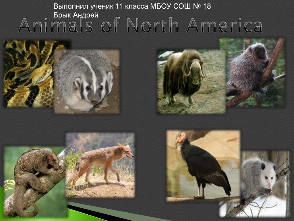 Животные северной америки 2 класс. Животные Северной Америки 7 класс. Животные картинки для презентации. Animals of North America. Animals презентация.