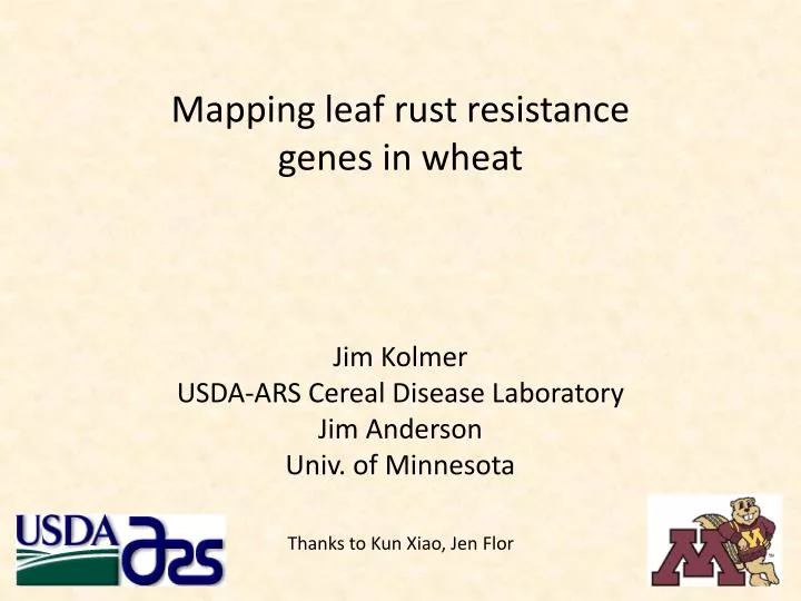 mapping leaf rust resistance genes in wheat n.