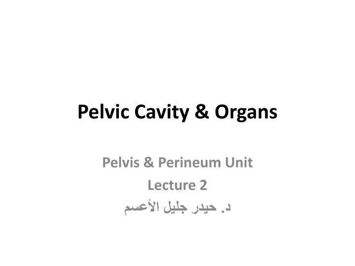 pelvic cavity organs n.