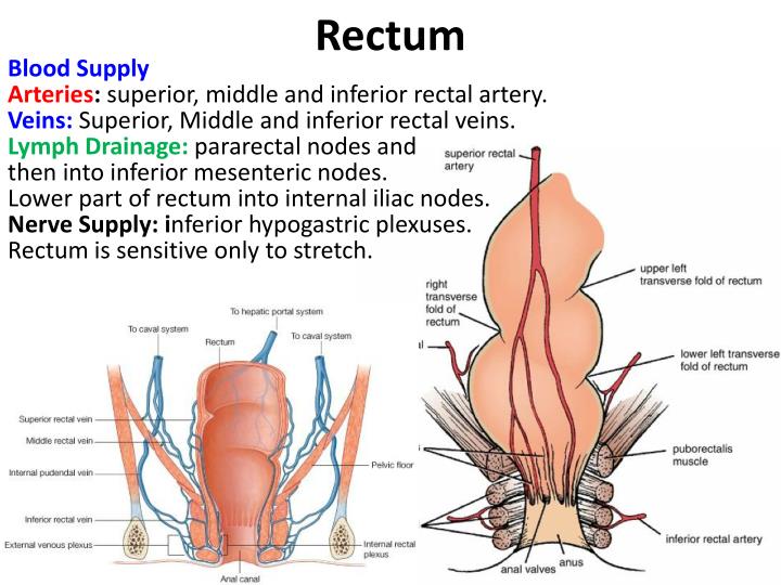 PPT - Pelvic Cavity & Organs PowerPoint Presentation - ID:4832979