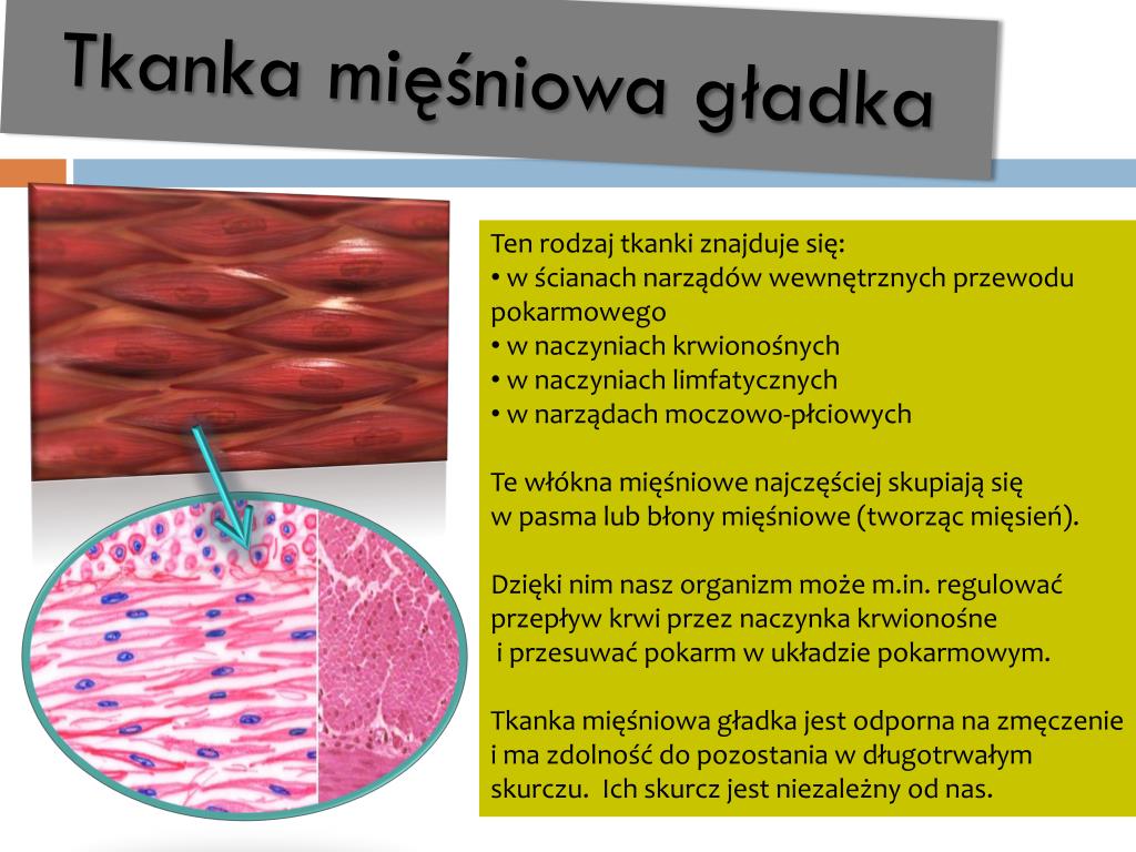 Tkanka Nablonkowa Miesniowa I Nerwowa PPT - Siła mięśni PowerPoint Presentation, free download - ID:4837249