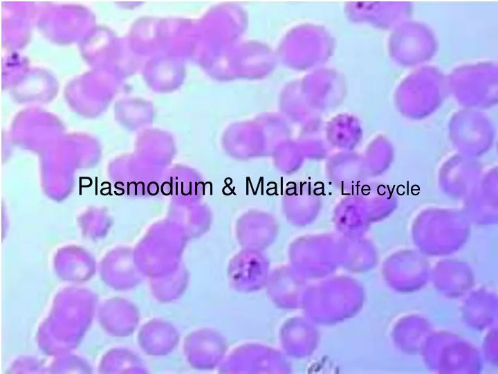 plasmodium malaria life cycle n.