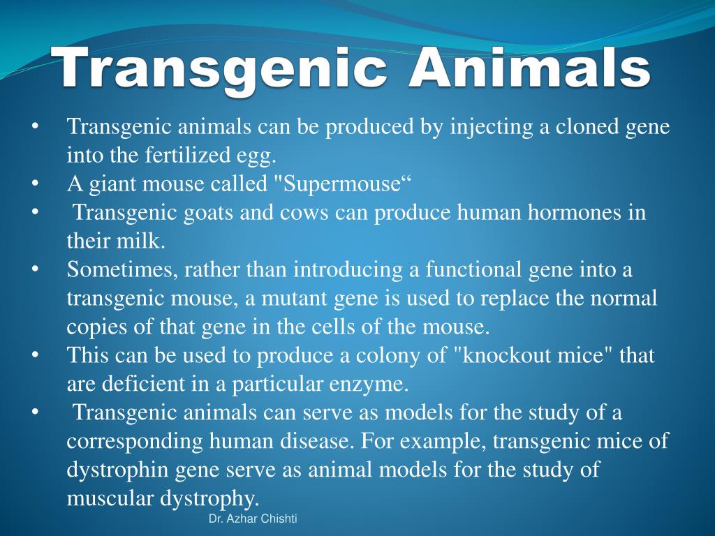 Ppt Transgenic Animals Powerpoint Presentation Free Download Id 4839448