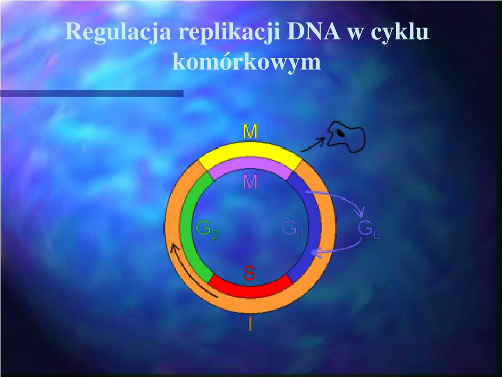 Uzasadnij Konieczność Replikacji Dna Przed Podziałem Komórki PPT - DNA- materiał genetyczny komórek. Replikacja DNA. PowerPoint