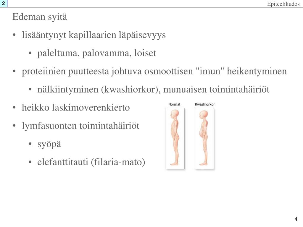 PPT Solujen V liaine Jatkoa Tyvikalvo Lamina Basalis Kaikkien PPT Solujen V liaine Jatkoa Tyvikalvo Lamina Basalis Kaikkien