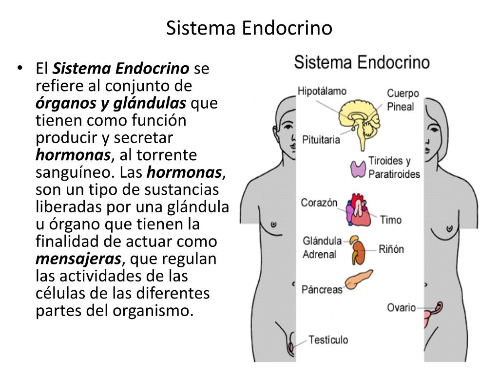 Cual es la glándula endocrina