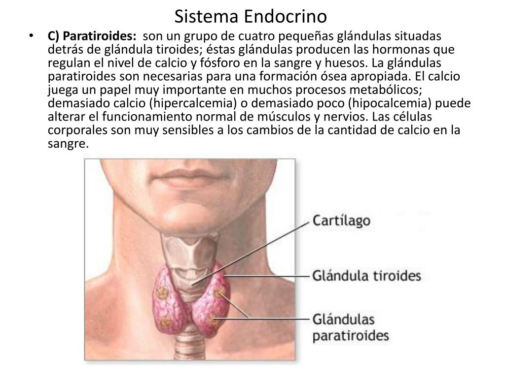 Regular tiroides
