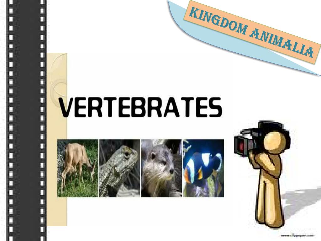 PPT KINGDOM ANIMALIA PowerPoint Presentation free 