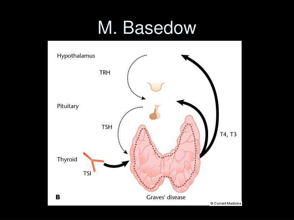 M. Basedow.