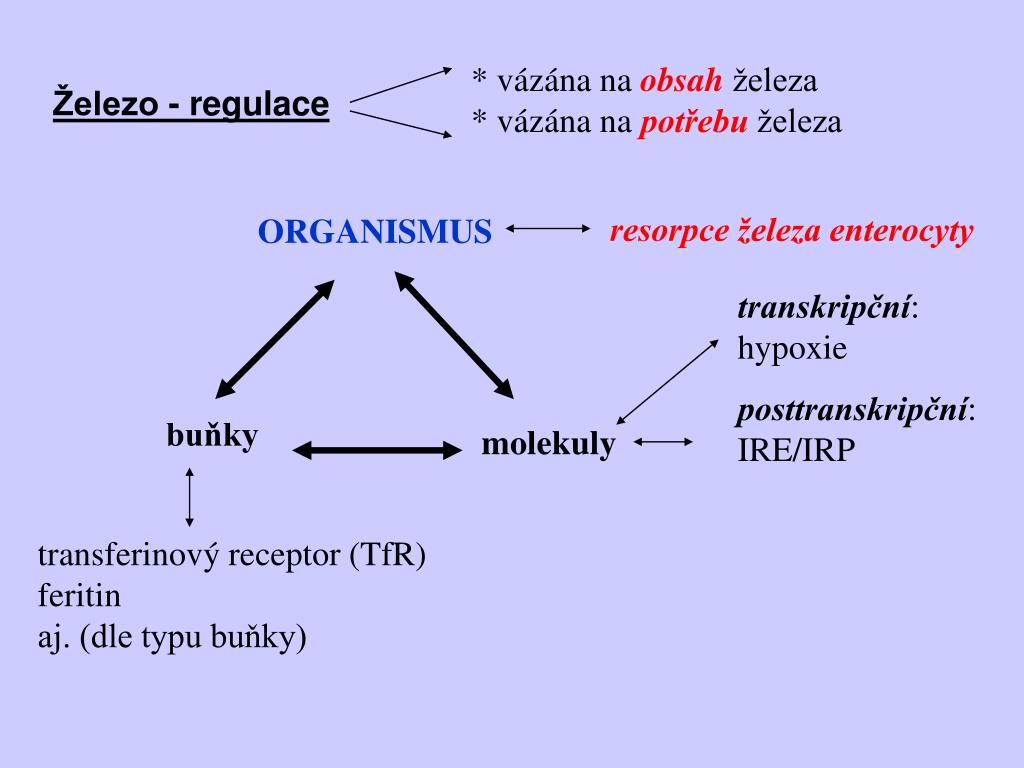 PPT - Klinické a molekulární aspekty poruch metabolismu železa seminář  Martin Vokurka duben 2005 PowerPoint Presentation - ID:4846884
