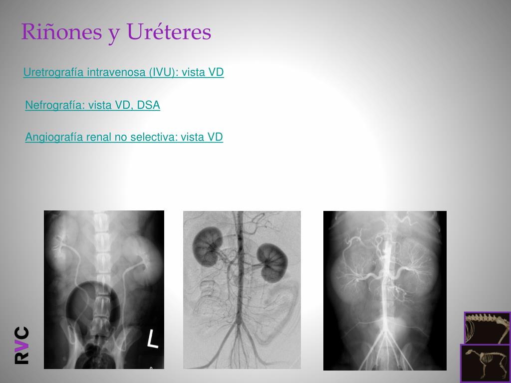 PPT - Radiología del Perro: abdomen y cavidad pelviana PowerPoint ...