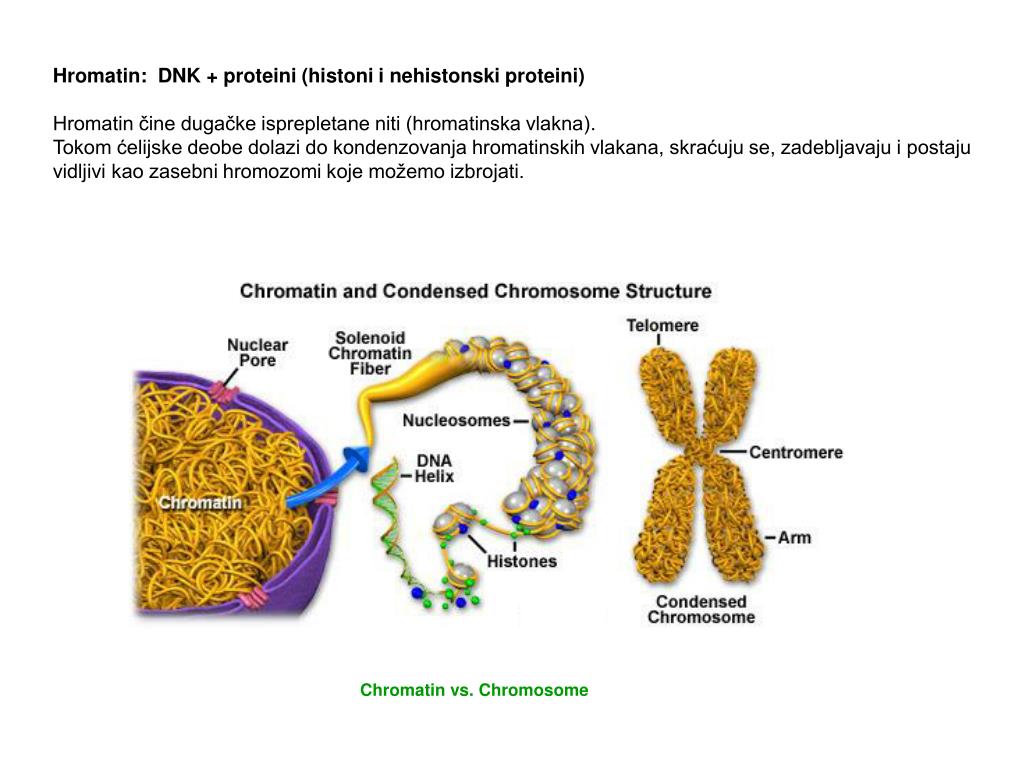 Генетически активный хроматин